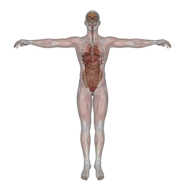 Человеческое тело — стоковое фото