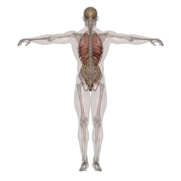Study muscle woman front view — Stock Photo © DigitalArtB #4024943