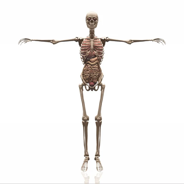 Skeleton — Stock Photo, Image