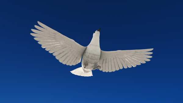 white dove