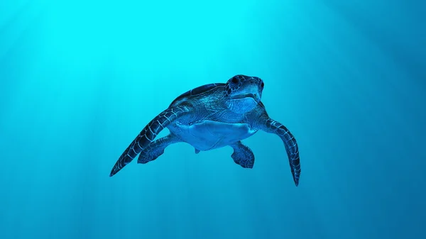 Sea turtle Royalty Free Stock Images