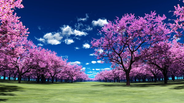 cherry trees