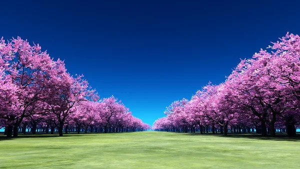 Cherry trees — Stock Photo, Image