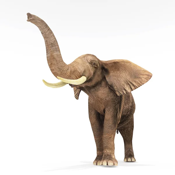 Elephant — Stock Photo, Image