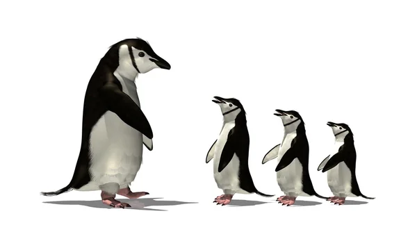 Penguin — Stock Photo, Image