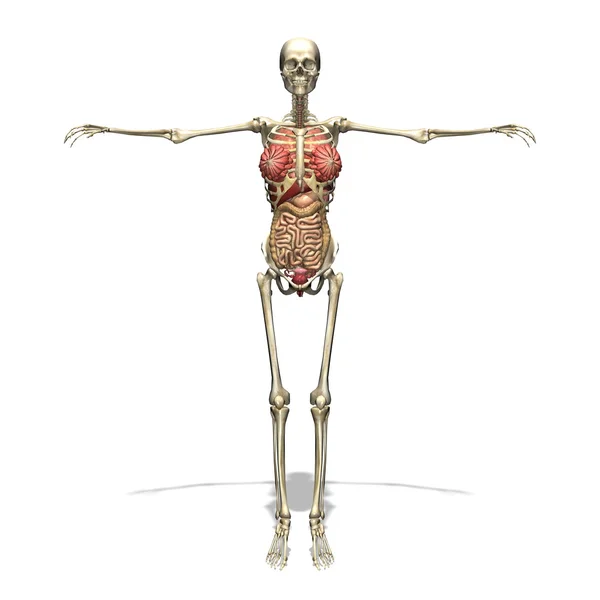 Human body — Stock Photo, Image