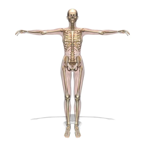 Cuerpo humano — Foto de Stock