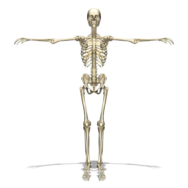 Human body — Stock Photo, Image