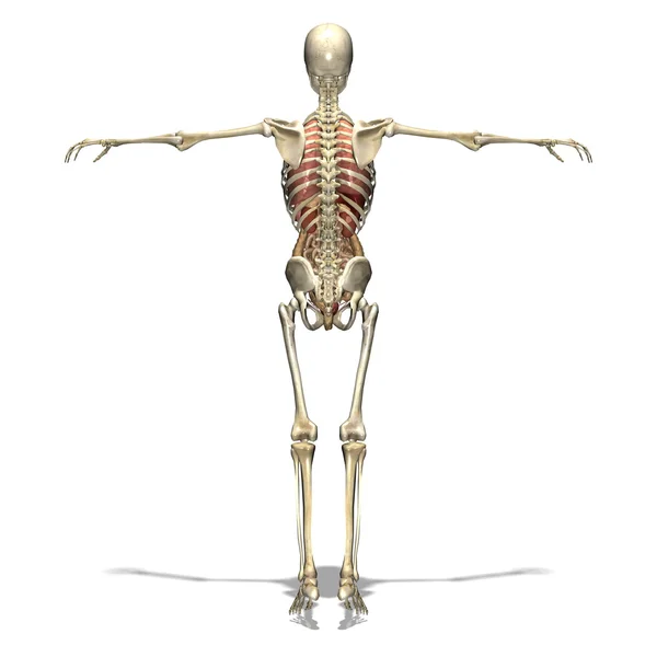 Corpo humano — Fotografia de Stock