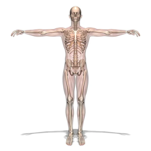 Human body — Stock Photo, Image