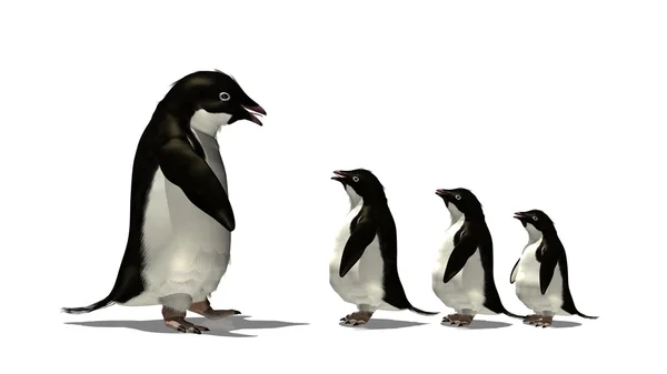 Penguin — Stock Photo, Image