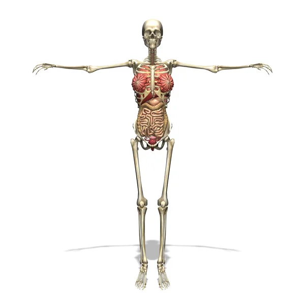 Corpo umano — Foto Stock