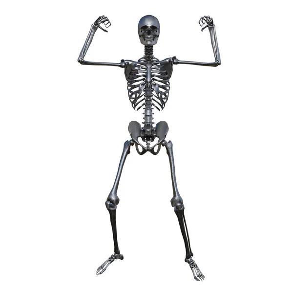 Skeleton — Stock Photo, Image