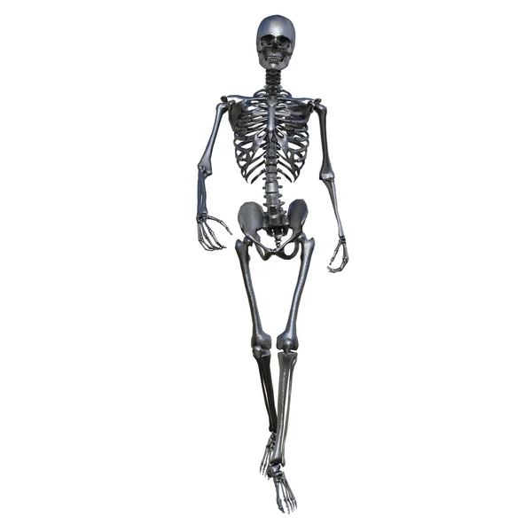 Szkielet — Zdjęcie stockowe