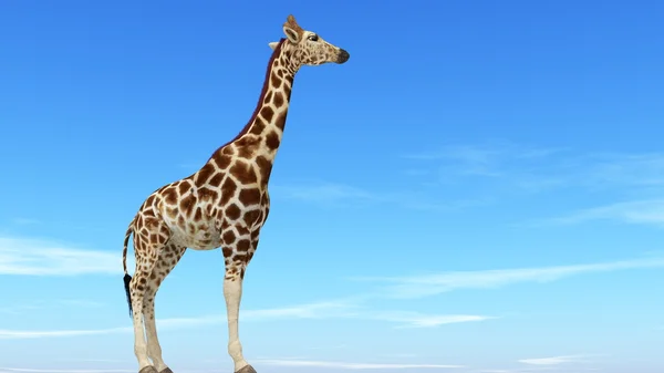 Giraffe — Stock Photo, Image