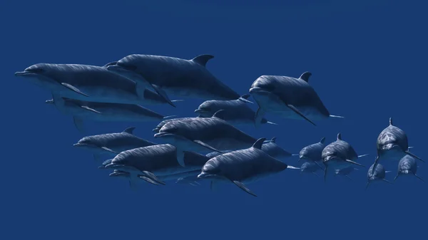 Delfín —  Fotos de Stock