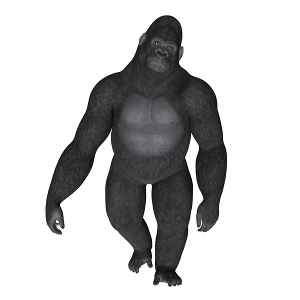 Gorilla — Foto Stock