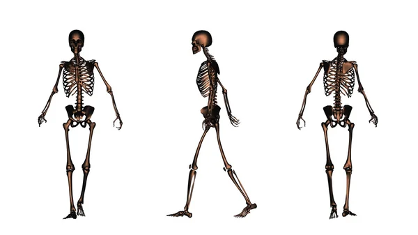 Esqueleto — Foto de Stock