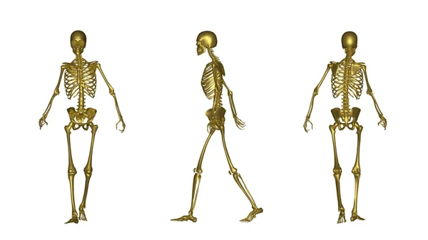 Skeleton — Stock Photo, Image