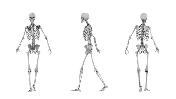 Skeleton — Stock Photo, Image