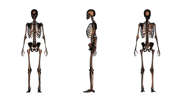 Skeleton — Stock Photo, Image