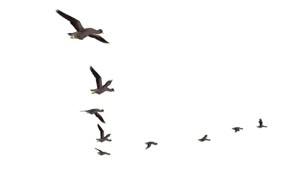 Мигрирующие птицы — стоковое фото