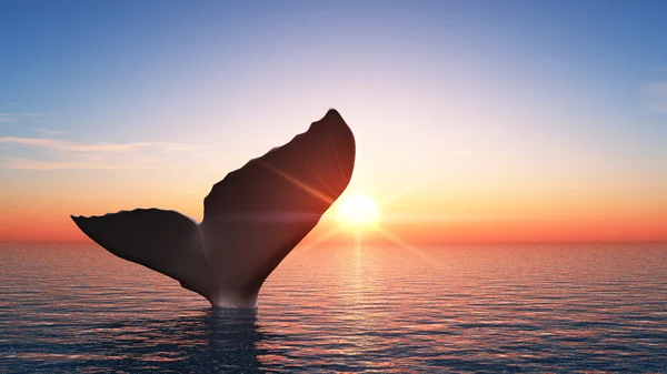 Wieloryb — Zdjęcie stockowe