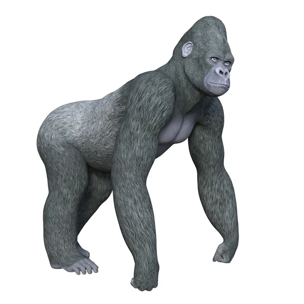 Gorilla — Foto Stock