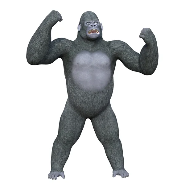 Gorilla — Foto Stock