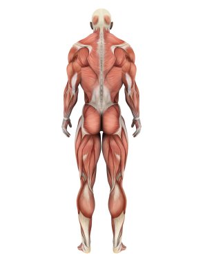 bir erkek yatıyordu şekil 3d cg render