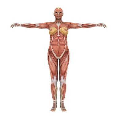 lay şekil 3d cg render 