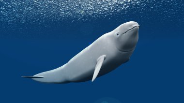 3d cg render bir beluga 