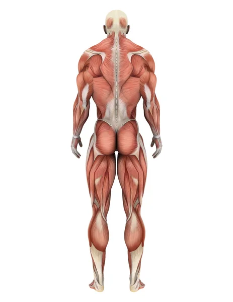 3D CG representación de una figura laica masculina — Foto de Stock