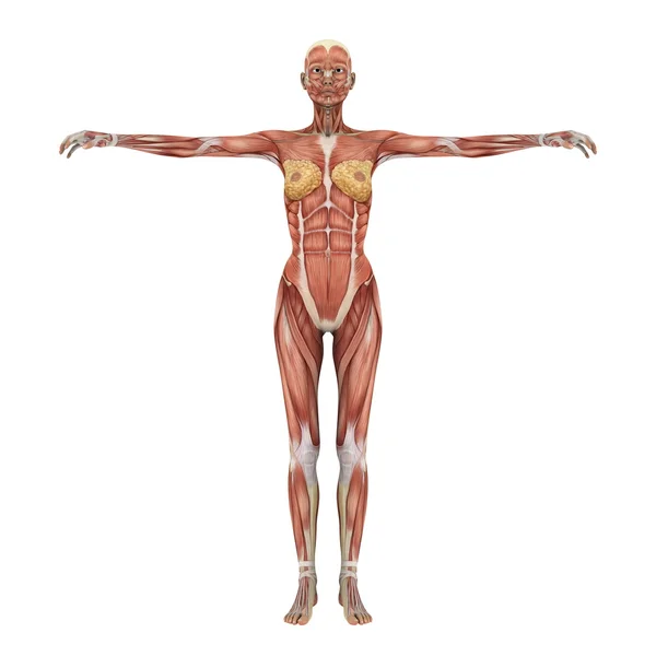 3D-cg rendering van een vrouwelijke lay-figuur — Stockfoto