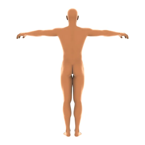3D CG рендеринг человеческого тела — стоковое фото