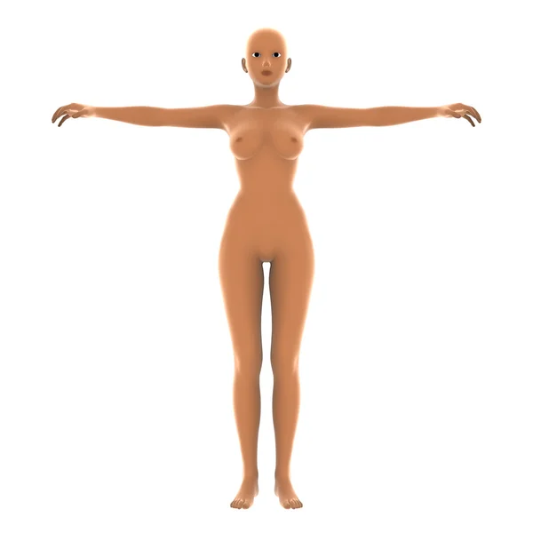 3D CG แสดงร่างกายมนุษย์ — ภาพถ่ายสต็อก