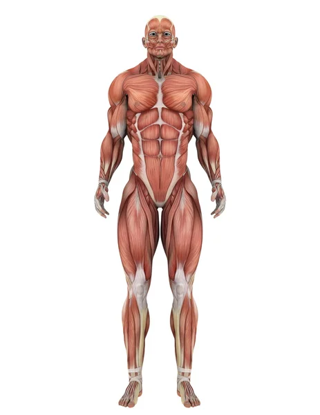 3D CG rendering of a male lay figure — Stock Photo, Image