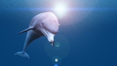 bir yunusun 3d cg işleme