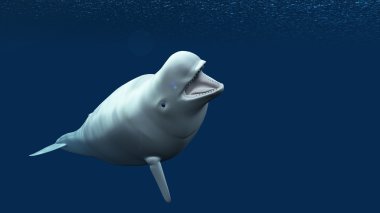 3d cg render bir beluga 