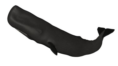 3d cg render bir İspermeçet balinası