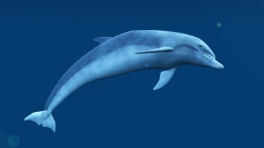 bir yunusun 3d cg işleme