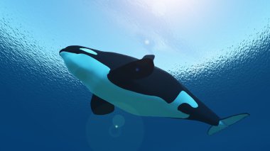 bir katil balina 3d cg render