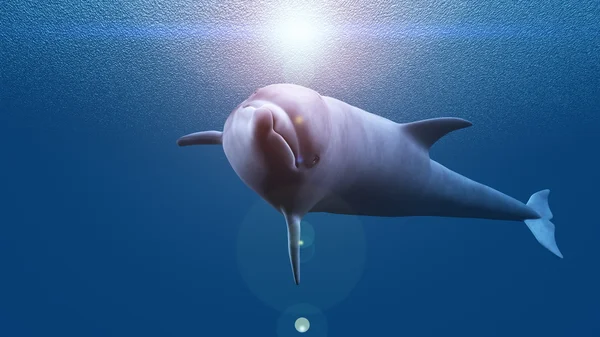 3D CG rendering of a dolphin — Stock Photo, Image