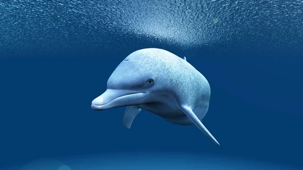 3D CG rendering of a dolphin — Stock Photo, Image