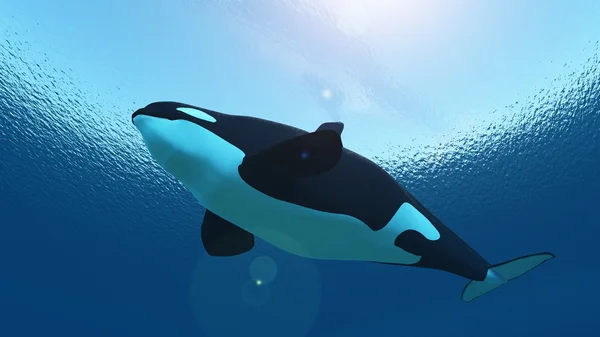 Rendering 3D CG di una balena assassina — Foto Stock