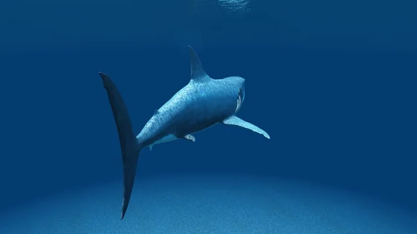 3D CG rendering of a shark — Stock Photo, Image