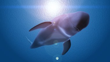 bir balinanın 3d cg işleme 