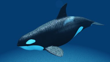 bir katil balina 3d cg render