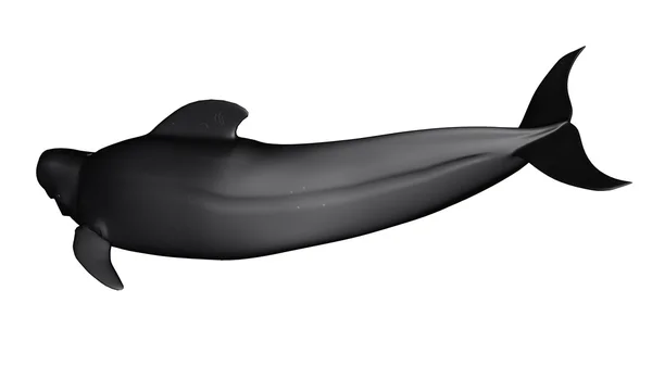 3D CG rendering of a sperm whale — Stock Photo, Image