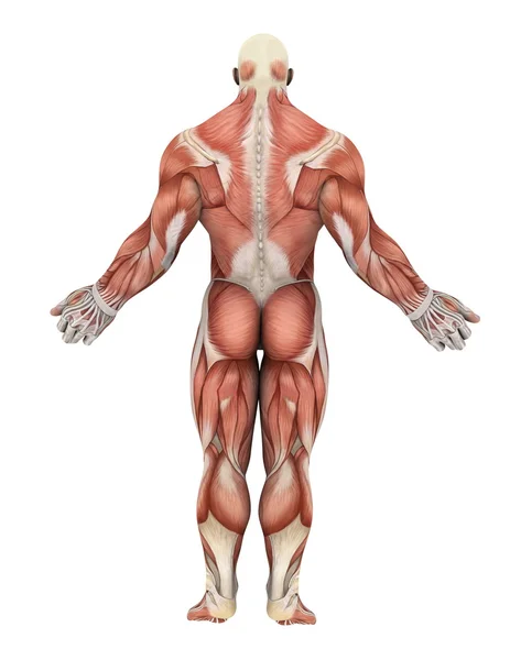 3D CG renderização do corpo humano — Fotografia de Stock